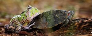 乌龟白眼白膜多久能脱落