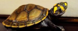黄头龟水温多少合适
