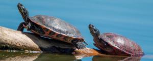 乌龟离开水能活多久