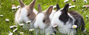 兔子可以吃什么草