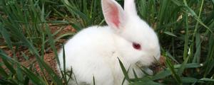 小白兔的生活特性和特点