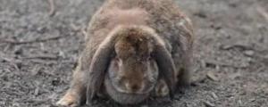 兔子怎么养长得快又肥