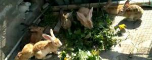 兔子怕晒太阳吗