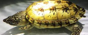 为什么乌龟壳会变软?
