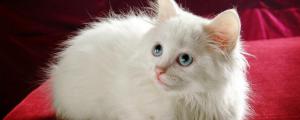 波斯猫只有白色的吗