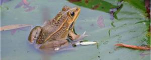 蛤蟆和青蛙是什么动物