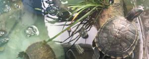 巴西龟冬天养在水里吗