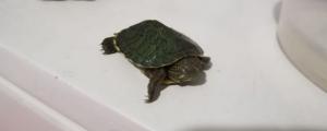 巴西龟冬眠要水吗