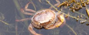 河蟹在鱼缸能活多久