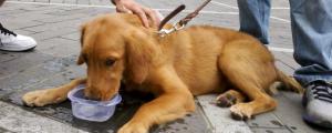 狗喝水多尿多怎么回事，狗狗大量喝水排尿的原因