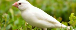 白文鸟的寿命有多长