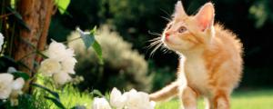 百合花对猫有影响吗