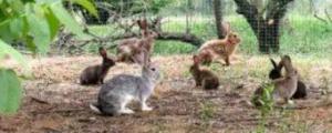 散养兔子怎么养