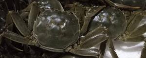 大闸蟹吃什么怎么养活
