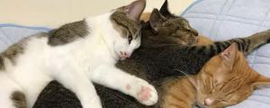 猫和人一起睡的好处
