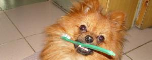 狗狗洗牙的好处与坏处