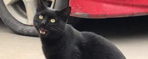 纯黑色的猫是什么品种