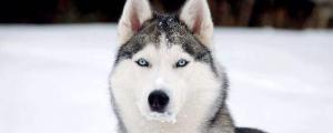 雪橇犬怕冷吗