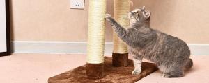 猫爬架可以代替猫窝吗