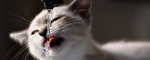20多天小猫可以喝水吗