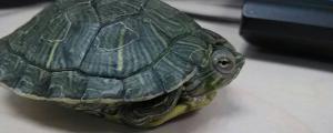 巴西龟背上有白斑是怎么回事