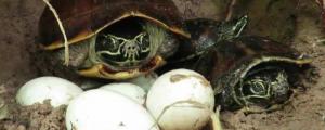 乌龟吃面包虫吗