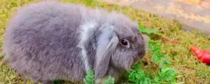 纯种荷兰垂耳兔多少钱，一只垂耳兔的价钱大约是多少