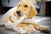 狗吃了卫生纸能消化吗，能消化但吃多了会想吐