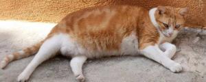 橘猫多大才会胖