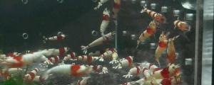 养水晶虾为什么用纯净水
