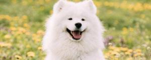 纯种萨摩耶犬多少钱一只，幼犬价格大概在800-4000元左右