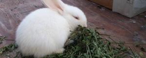 小兔子多大可以吃草