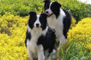 适合和边牧混养的犬种，能与边牧和睦相处的三种狗