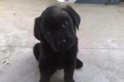 黑色拉布拉多犬多少钱一只，价格范围在1000～8000元