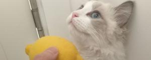 柠檬对猫有危害吗