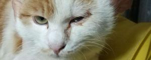 小猫眼睛红肿流眼泪