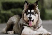 为什么国家禁养阿拉斯加，体型过大并有攻击性成为禁犬