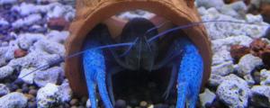 蓝鳌虾和什么鱼养一起