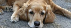 狗狗角膜炎能自愈吗