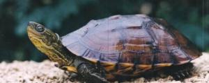 水龟有哪些品种