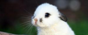 侏儒兔和海棠兔能一起住吗