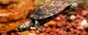 乌龟寿命一般有多少年