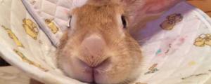 兔子耳朵长癣怎么治疗