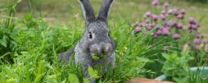 兔子可以吃香蕉皮吗