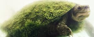 绿毛龟怎么养