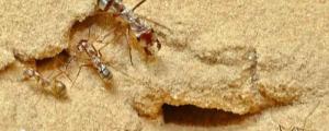 蚂蚁的奔跑速度是多少