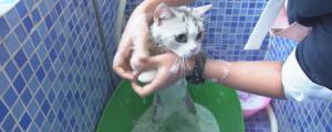 猫咪没打疫苗可以洗澡吗