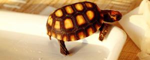 红腿陆龟是保护动物吗
