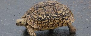 豹纹陆龟的饲养温度