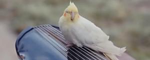 玄凤鹦鹉第一次换羽是几个月